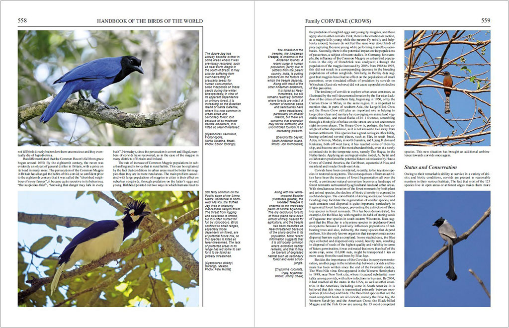 HANDBOOK OF THE BIRDS OF THE WORLD, VOL. 14. BUSH-SHRIKES TO OLD WORLD SPARROWS 3