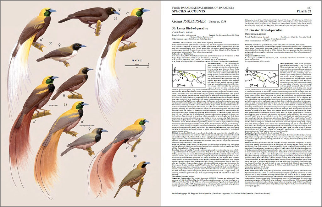 HANDBOOK OF THE BIRDS OF THE WORLD, VOL. 14. BUSH-SHRIKES TO OLD WORLD SPARROWS 4