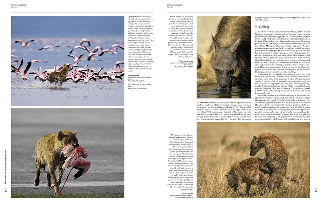 HANDBOOK OF THE MAMMALS OF THE WORLD. VOL. 1 CARNIVORES 2
