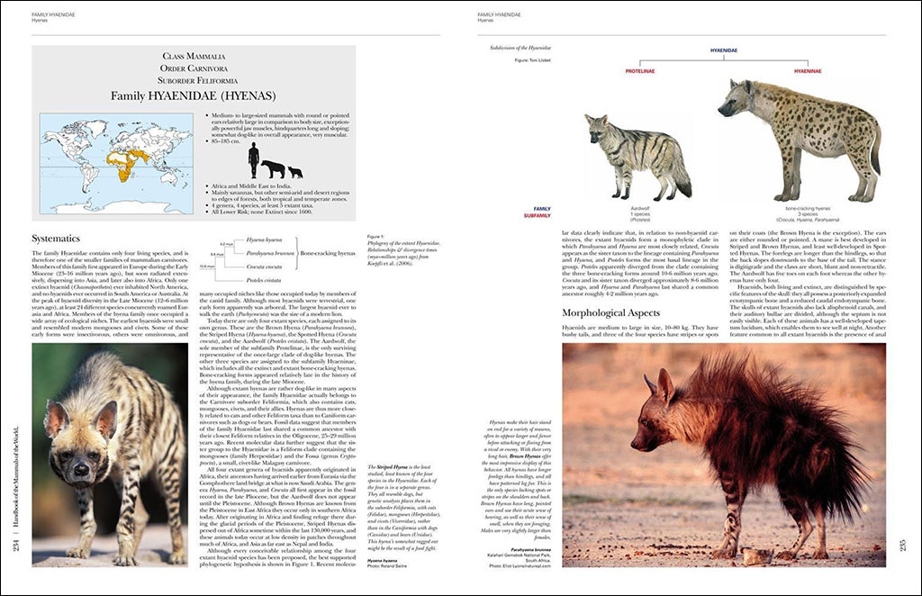 HANDBOOK OF THE MAMMALS OF THE WORLD. VOL. 1 CARNIVORES 3