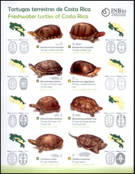LÁMINA TORTUGAS MARINAS Y TERRESTRES DE COSTA RICA 3