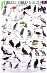 BELIZE FIELD GUIDES: BIRDS 1