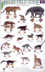 BELIZE FIELD GUIDE. MAMMALS