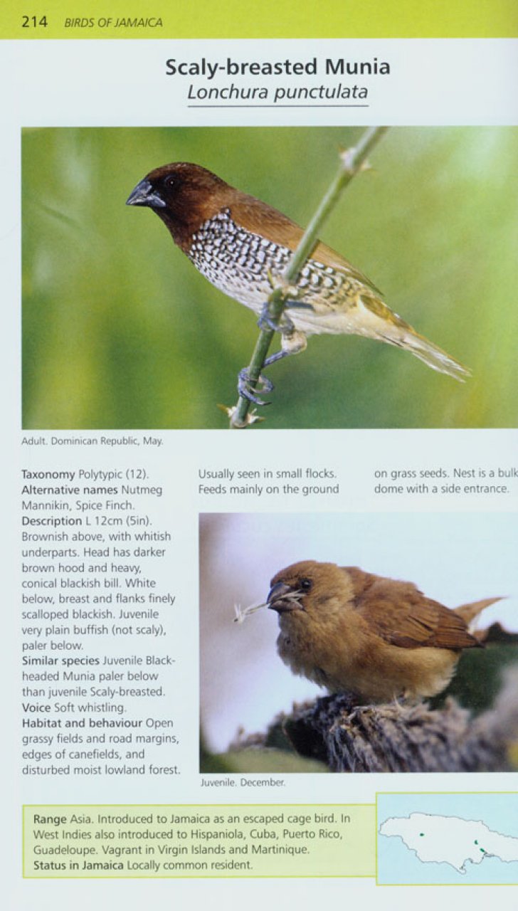 A PHOTOGRAPHIC GUIDE TO THE BIRDS OF JAMAICA 2