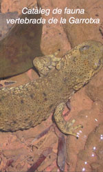 CATÀLEG DE FAUNA VERTEBRADA DE LA GARROTXA 1