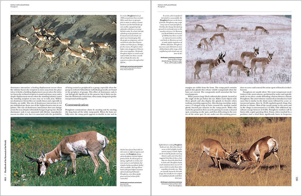 HANDBOOK OF THE MAMMALS OF THE WORLD. VOL. 2 HOOFED MAMMALS 2