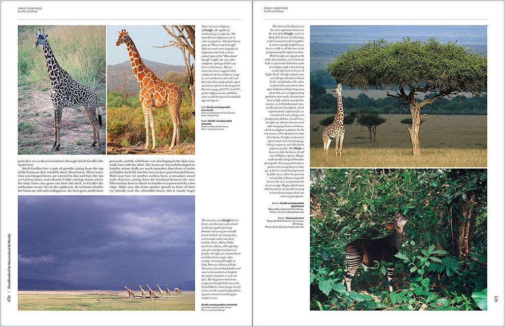 HANDBOOK OF THE MAMMALS OF THE WORLD. VOL. 2 HOOFED MAMMALS 3