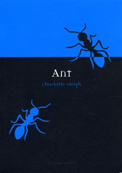 ANT 1