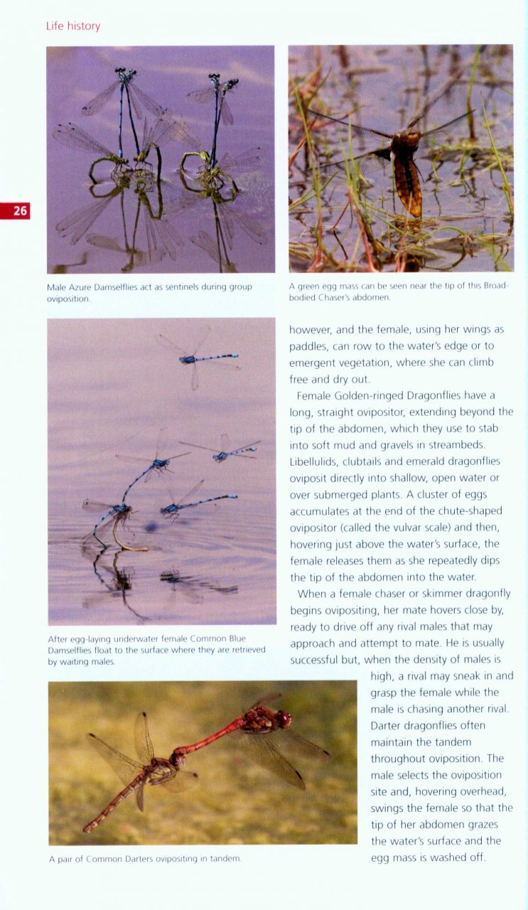 FIELD GUIDE TO THE DRAGONFLIES AND DAMSELFLIES OF GREAT BRITAIN AND IRELAND 2