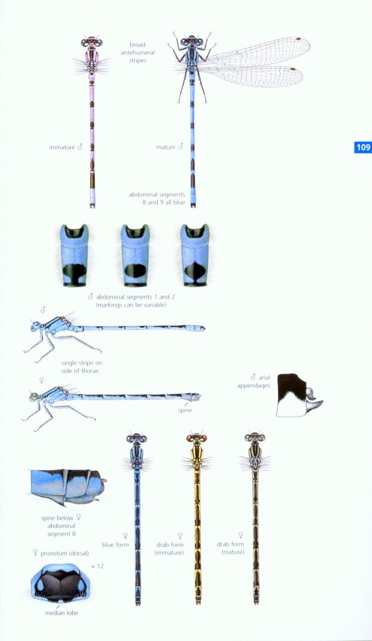FIELD GUIDE TO THE DRAGONFLIES AND DAMSELFLIES OF GREAT BRITAIN AND IRELAND 3