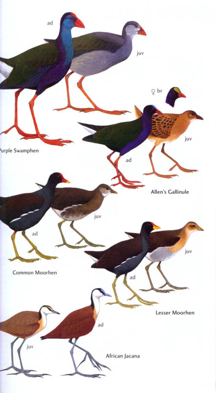 HELM FIELD GUIDE. BIRDS OF GHANA 2