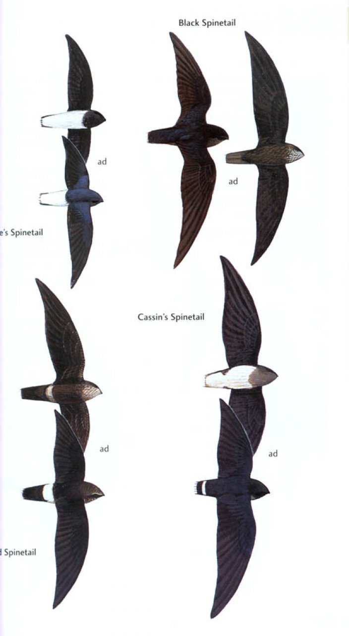 HELM FIELD GUIDE. BIRDS OF GHANA 3