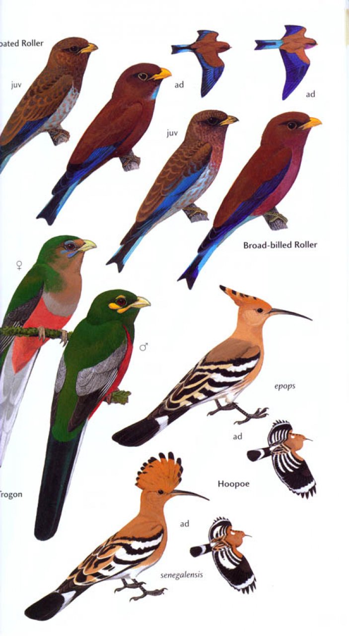 HELM FIELD GUIDE. BIRDS OF GHANA 4