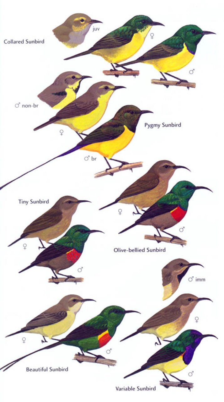 HELM FIELD GUIDE. BIRDS OF GHANA 5