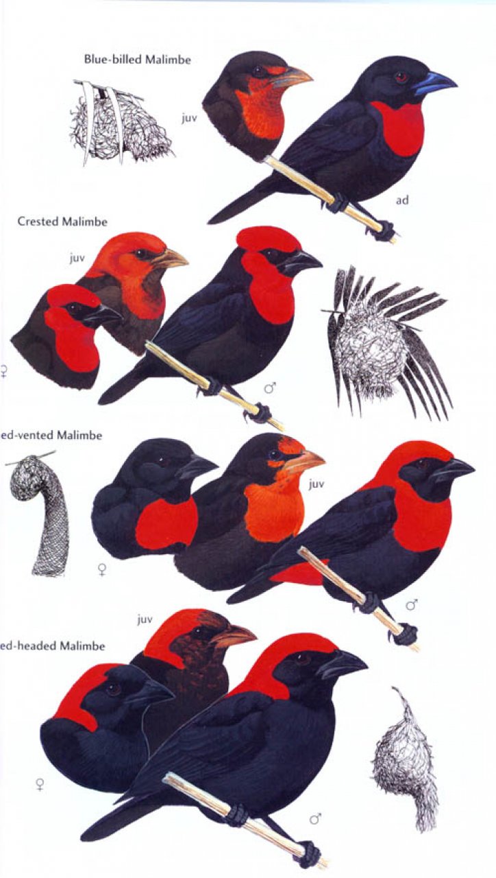 HELM FIELD GUIDE. BIRDS OF GHANA 6