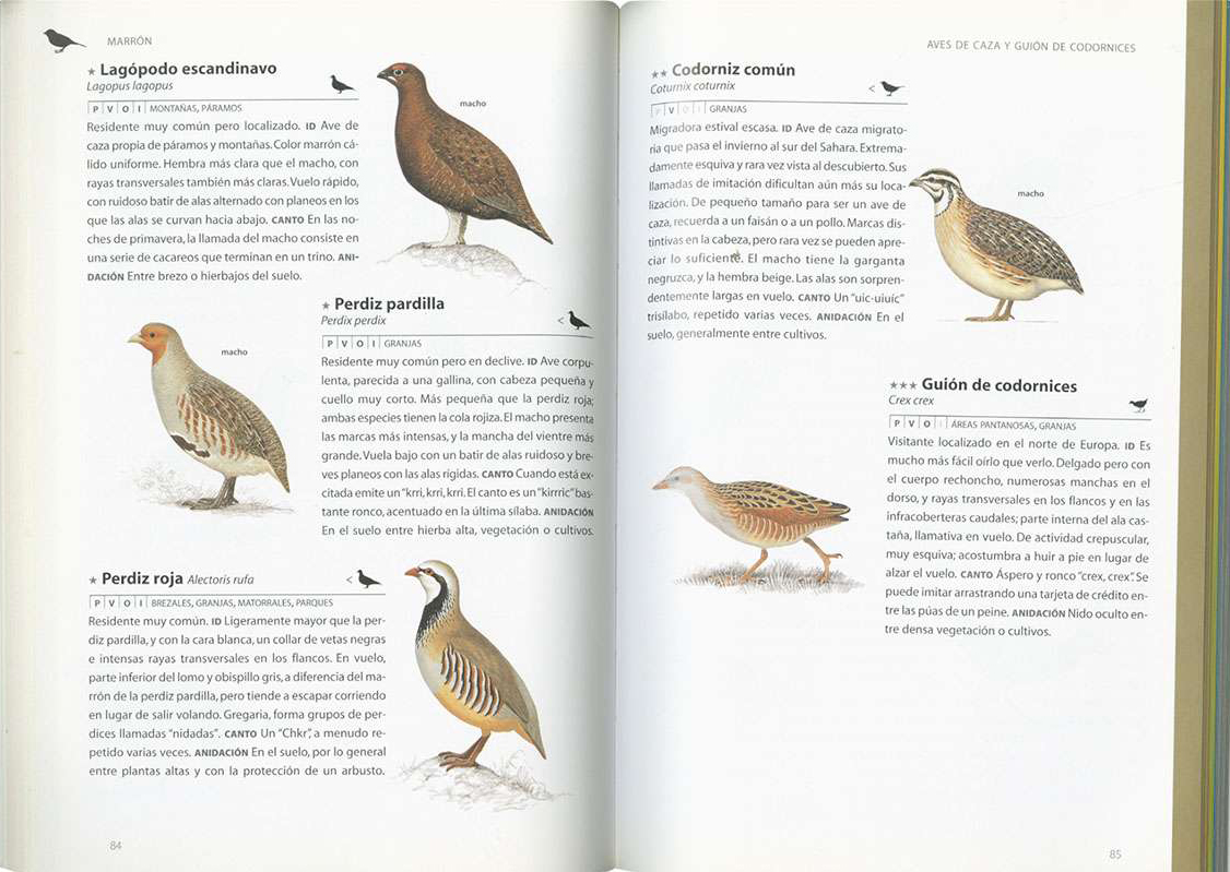 GUÍA DE IDENTIFICACIÓN DE AVES POR SU COLOR. MÁS DE 250 ESPECIES ...