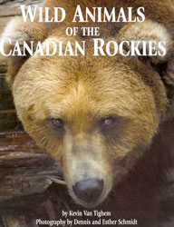 WILD ANIMALS OF THE CANADIAN ROCKIES 1