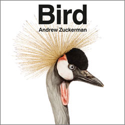 BIRD. ANDREW ZUCKERMAN 1