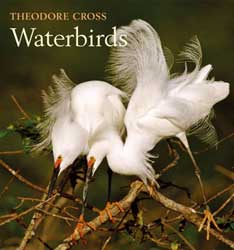 WATERBIRDS 1