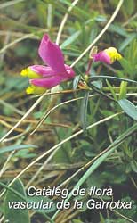 CATÀLEG DE FLORA VASCULAR DE LA GARROTXA 1