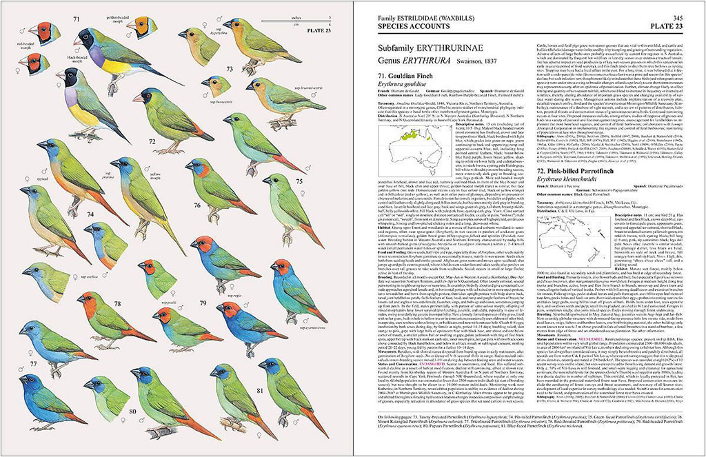 HANDBOOK OF THE BIRDS OF THE WORLD, VOL. 15 . WEAVERS TO  NEW WORLD WARBLERS 4