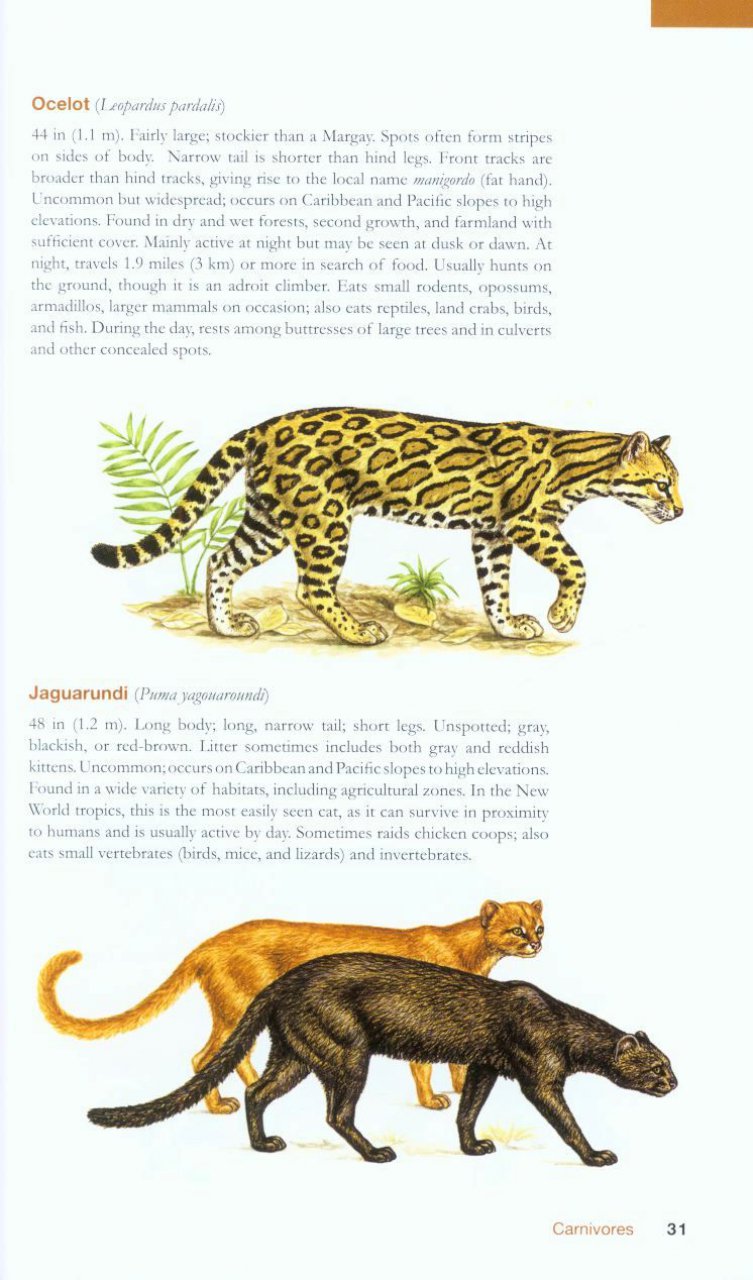 THE WILDLIFE OF COSTA RICA. A FIELD GUIDE 2