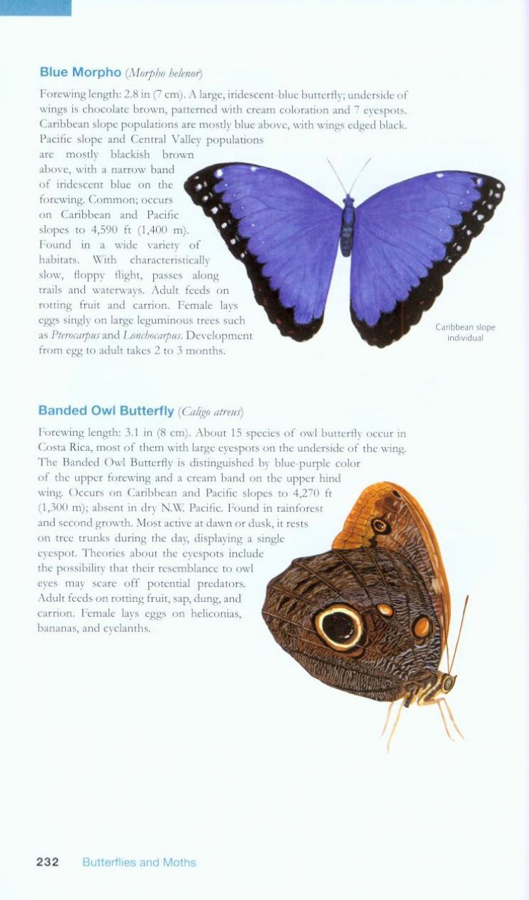 THE WILDLIFE OF COSTA RICA. A FIELD GUIDE 5