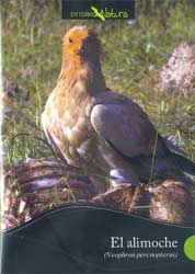 DVD EL ALIMOCHE (NEOPHRON PERCNOPTERUS) 1