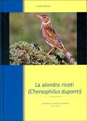 LA ALONDRA RICOTÍ (CHERSOPHILUS DUPONTI) 2