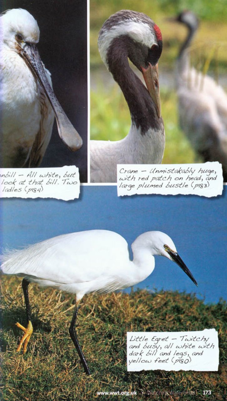 WATCHING WATERBIRDS WITH KATE HUMBLE 4