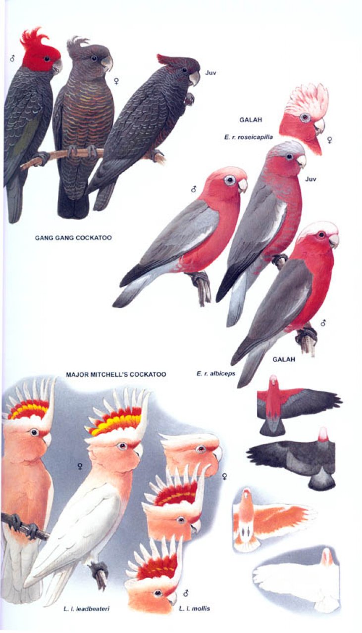 HELM FIELD GUIDES. PARROTS OF THE WORLD 3