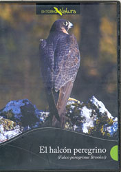 DVD EL HALCÓN PEREGRINO (FALCO PEREGRINUS BROOKEI) 1