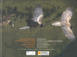 DISPERSIÓN JUVENIL DEL QUEBRANTAHUESOS (GYPAETUS BARBATUS) EN LOS PIRINEOS (ESPAÑA - FRANCIA) 1