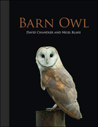 BARN OWL 1