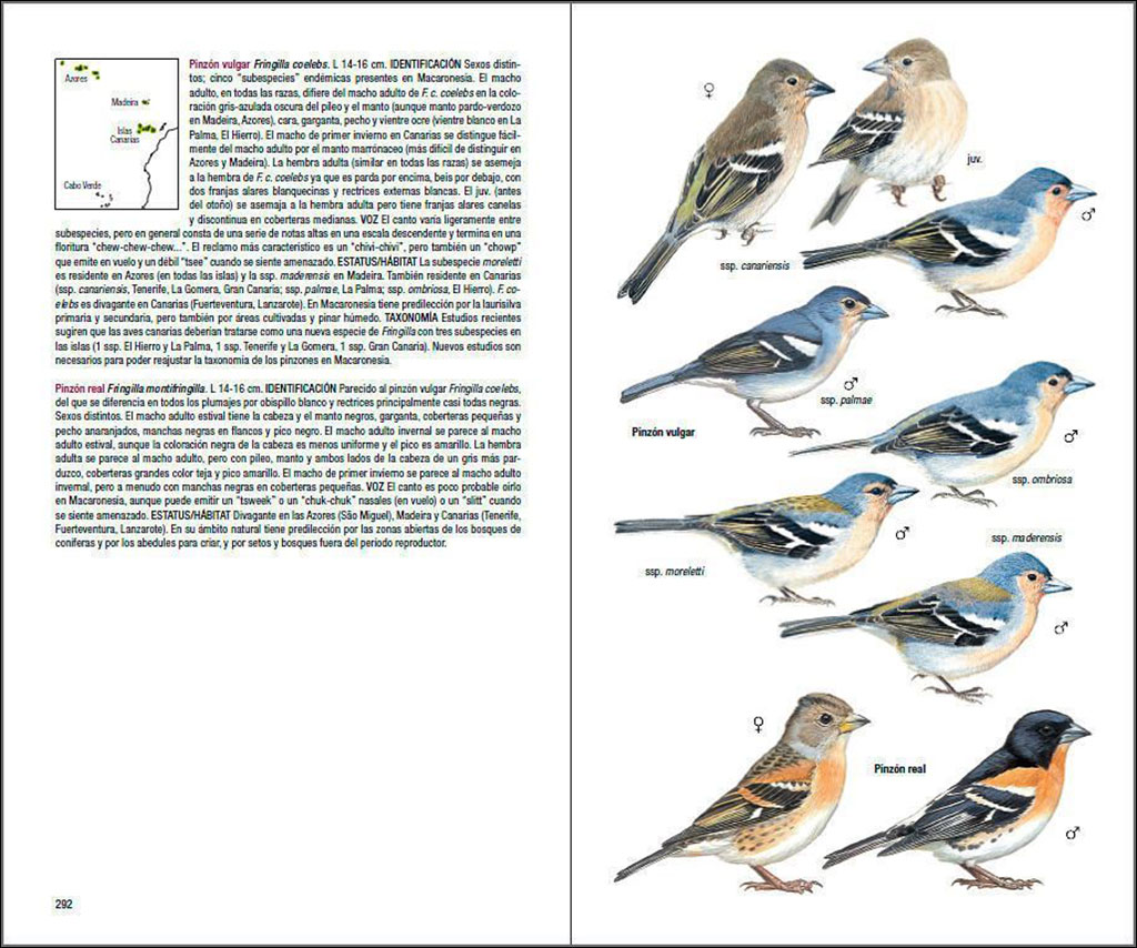 AVES DE MACARONESIA. AZORES, MADEIRA, ISLAS CANARIAS, CABO VERDE 2