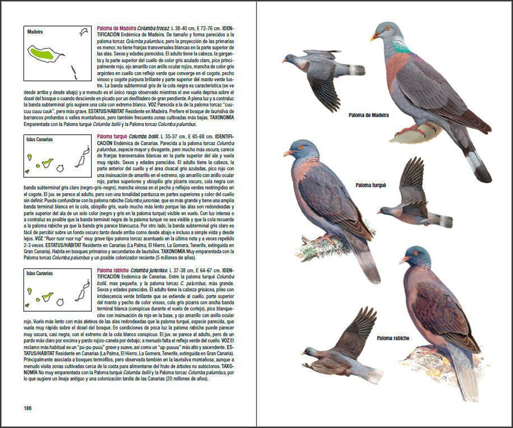 AVES DE MACARONESIA. AZORES, MADEIRA, ISLAS CANARIAS, CABO VERDE 3
