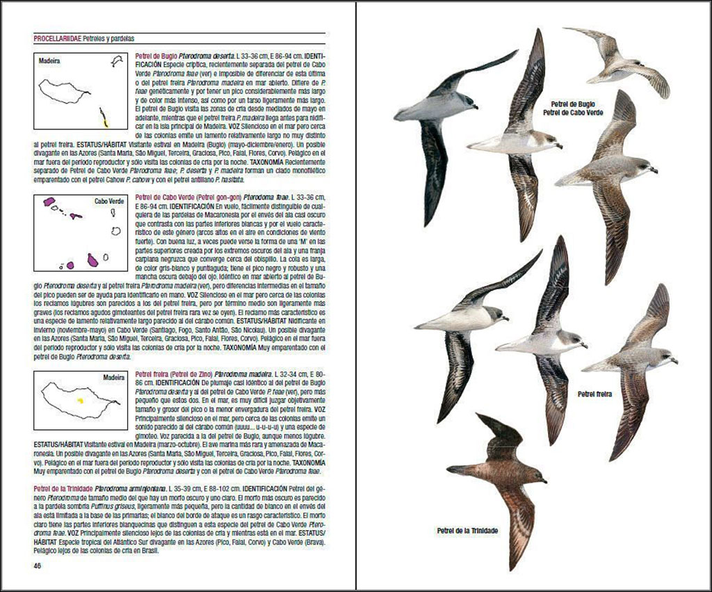 AVES DE MACARONESIA. AZORES, MADEIRA, ISLAS CANARIAS, CABO VERDE 4
