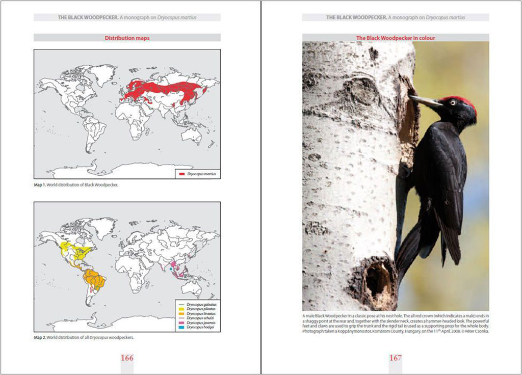 THE BLACK WOODPECKER 2
