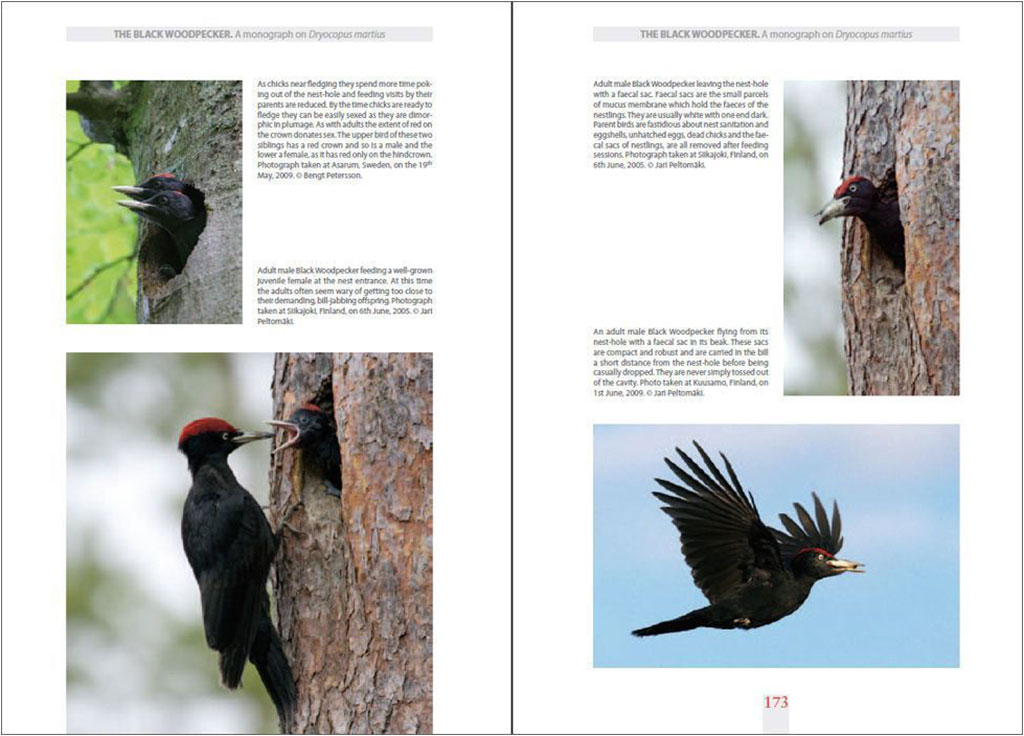 THE BLACK WOODPECKER 3