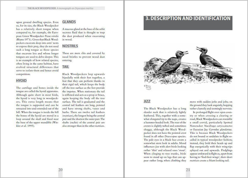THE BLACK WOODPECKER 4