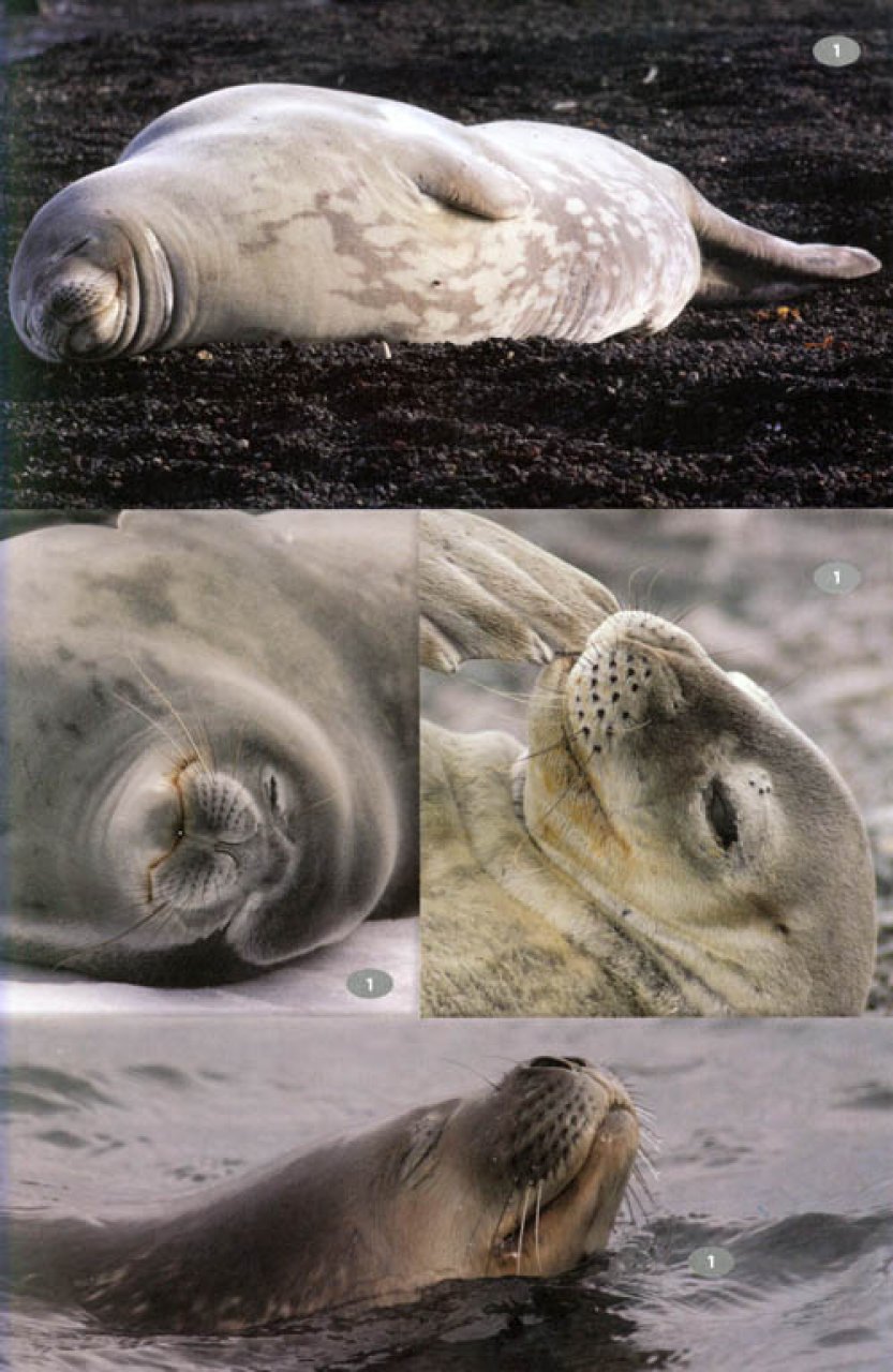 ANTARCTIC WILDLIFE. A VISITOR'S GUIDE TO THE WILDLIFE OF THE ANTARCTIC PENINSULA, DRAKE PASSAGE AND BEAGLE CHANNEL 3
