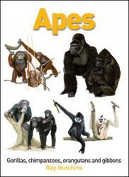 APES. GORILLAS, CHIMPANZEES, ORANGUTANS AND GIBBONS 1