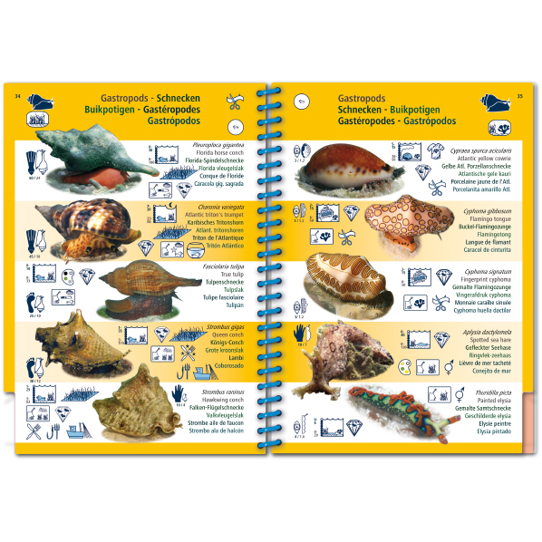 MARINE PICTOLIFE. WESTERN TROPICAL ATLANTIC 5