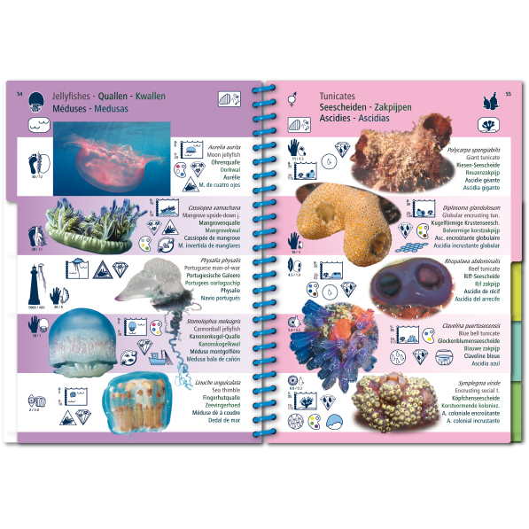 MARINE PICTOLIFE. WESTERN TROPICAL ATLANTIC 6