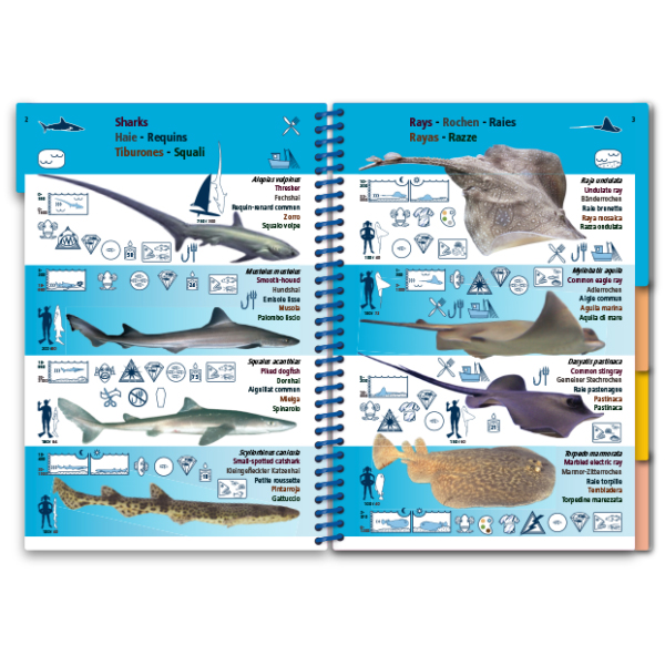 MARINE PICTOLIFE. MEDITERRANEAN SEA 4