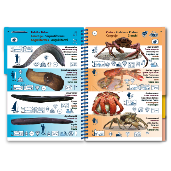 MARINE PICTOLIFE. MEDITERRANEAN SEA 5