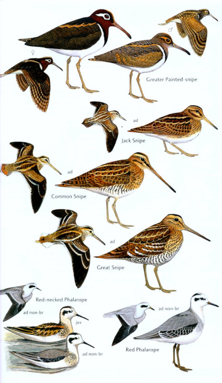HELM FIELD GUIDES. BIRDS OF SENEGAL AND THE GAMBIA 3