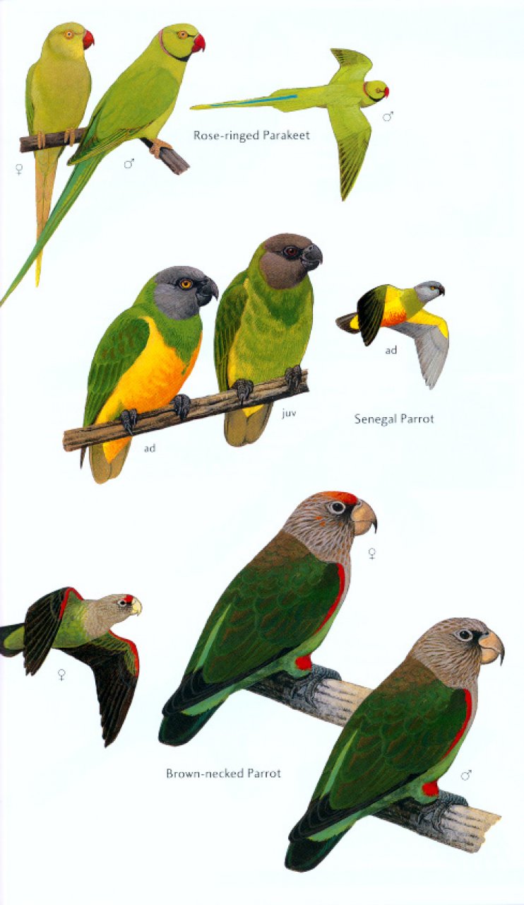 HELM FIELD GUIDES. BIRDS OF SENEGAL AND THE GAMBIA 5