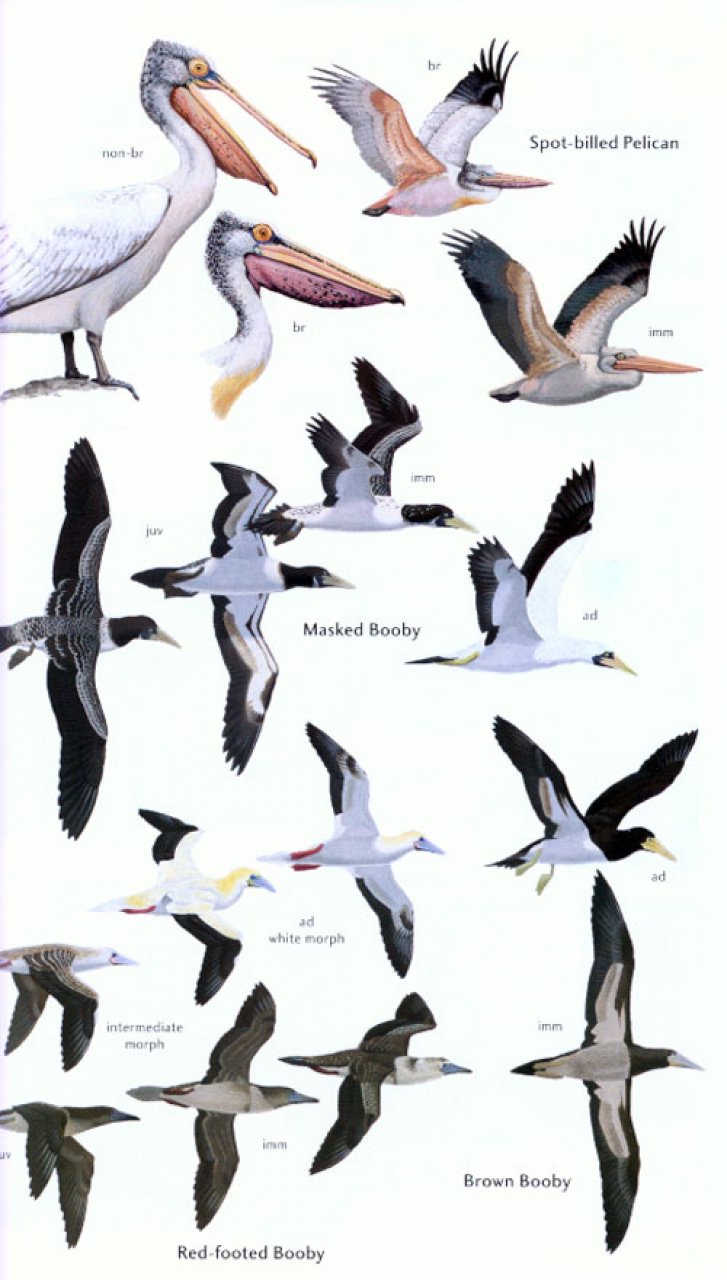 HELM FIELD GUIDES. BIRDS OF SRI LANKA 3