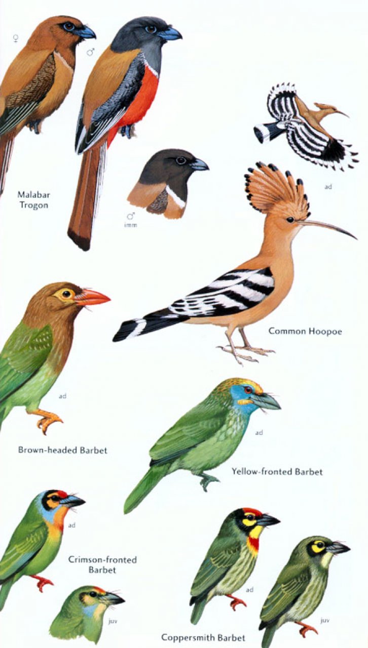 HELM FIELD GUIDES. BIRDS OF SRI LANKA 5